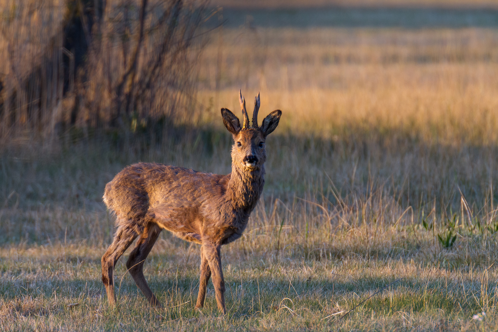 Rehbock im Abendlicht