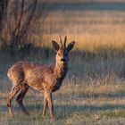 Rehbock im Abendlicht