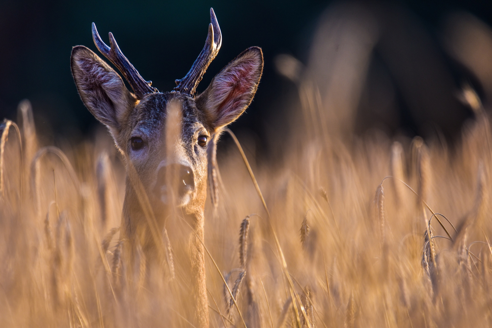 Rehbock im Abendlicht 