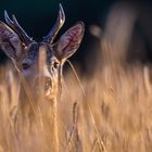 Rehbock im Abendlicht 