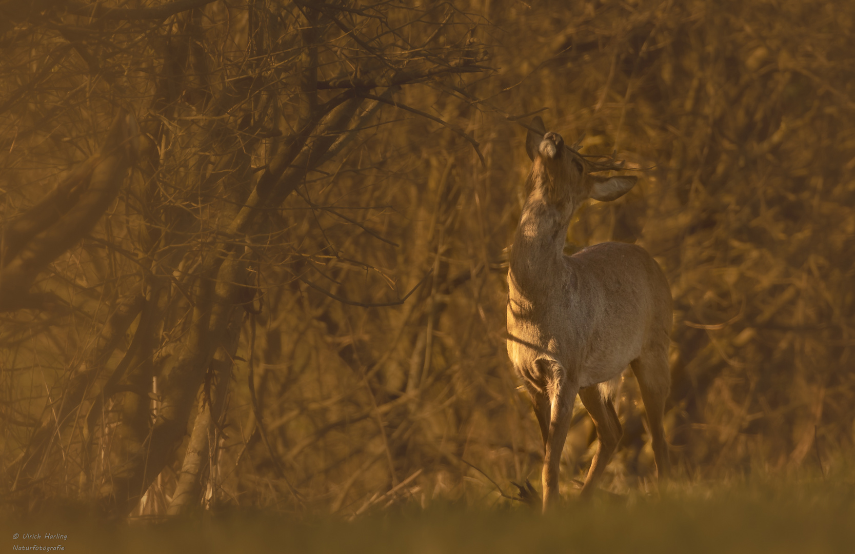 Rehbock im Abendlicht-1