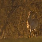 Rehbock im Abendlicht-1