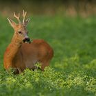 Rehbock im Abendlicht