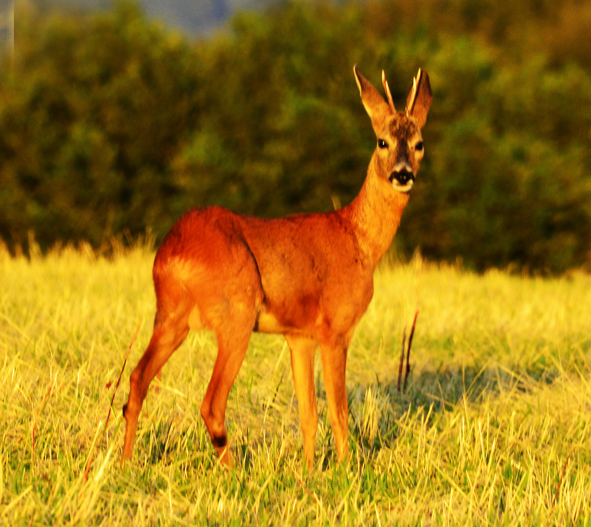 Rehbock im Abendlicht