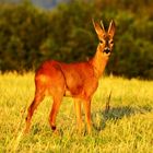 Rehbock im Abendlicht