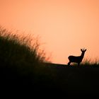 Rehbock im Abendlicht 