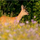 Rehbock im Abendlicht