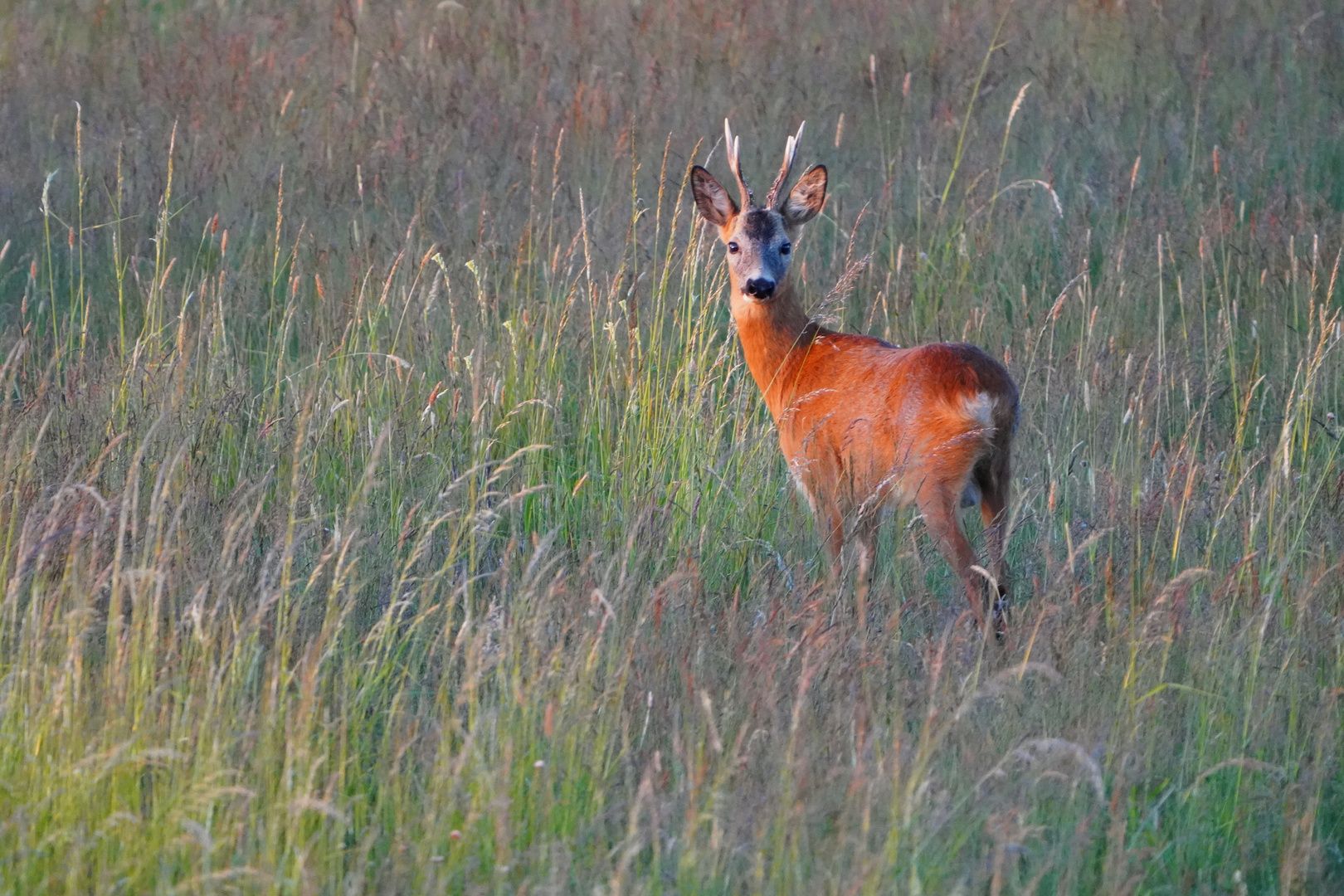 Rehbock im Abendlicht