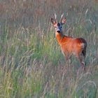 Rehbock im Abendlicht