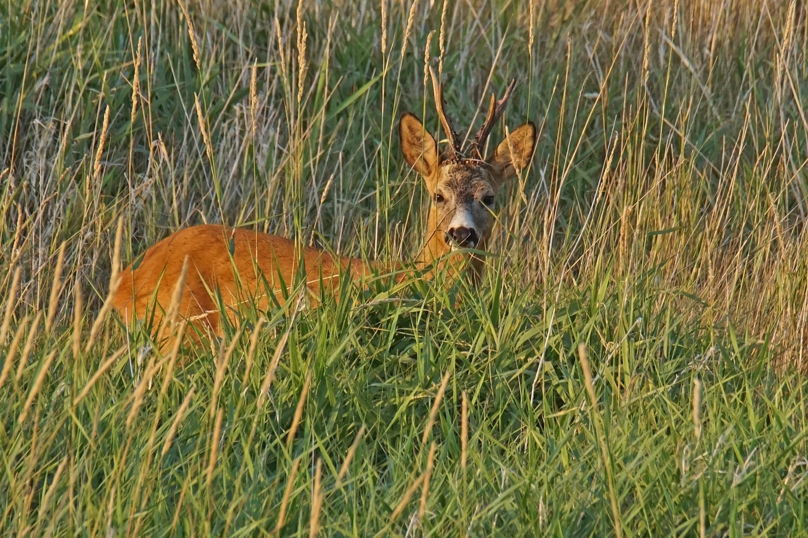 Rehbock im Abendlicht