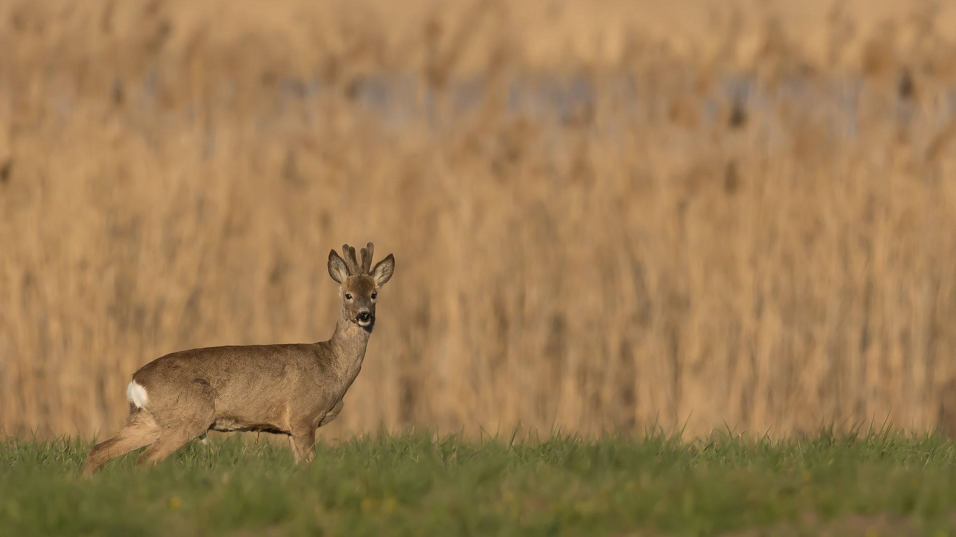 Rehbock im Abendlicht