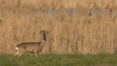 Rehbock im Abendlicht