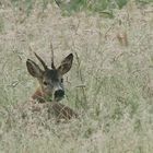 Rehbock im Altgras