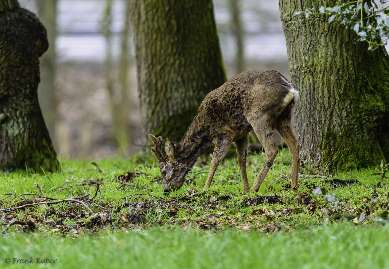 Rehbock im Bast