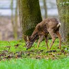 Rehbock im Bast