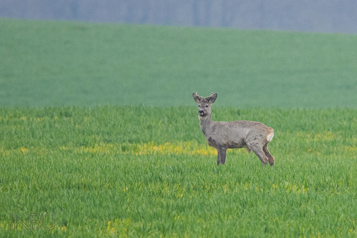 Rehbock im Bast