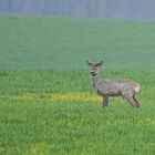 Rehbock im Bast