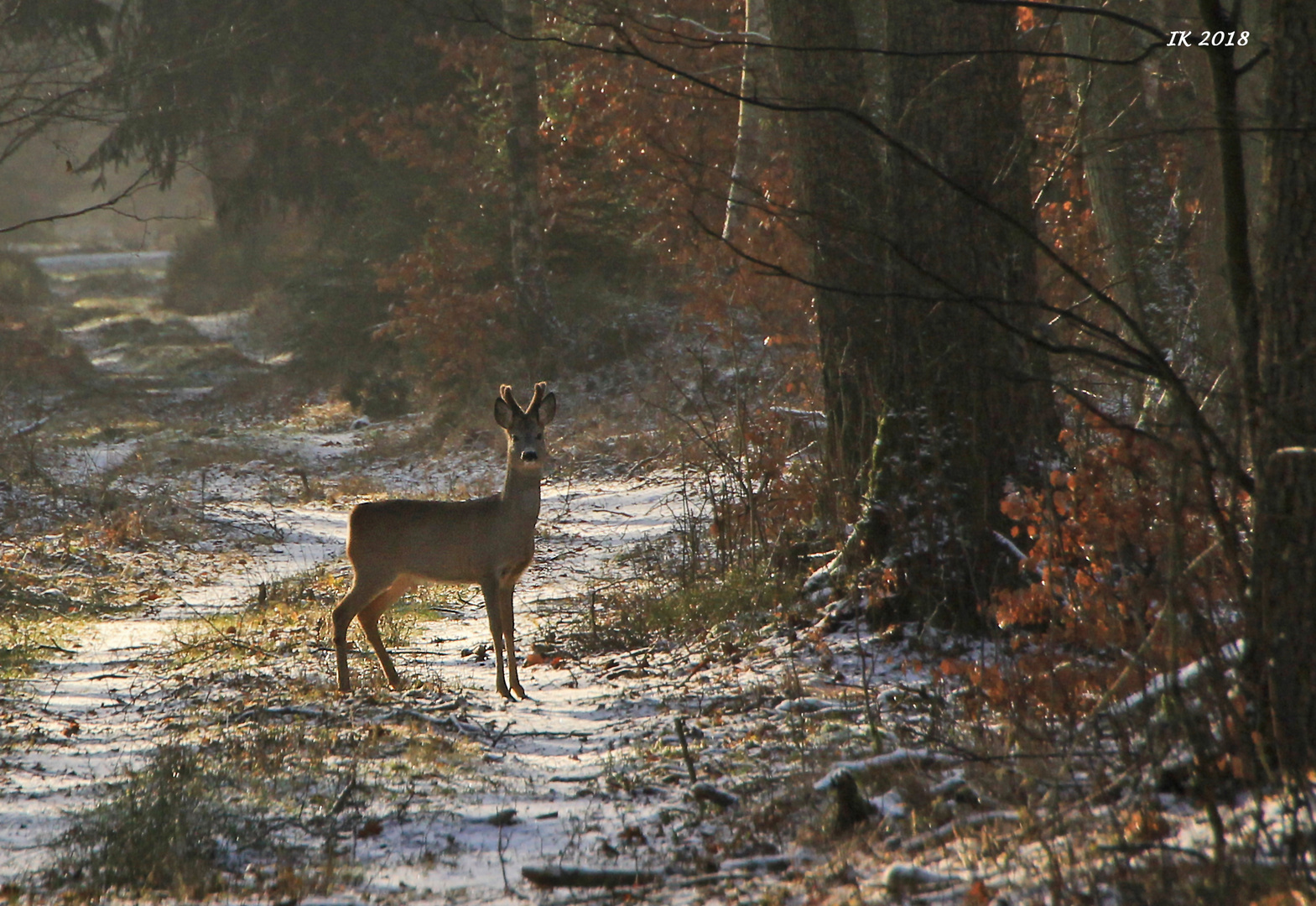 Rehbock im Bast