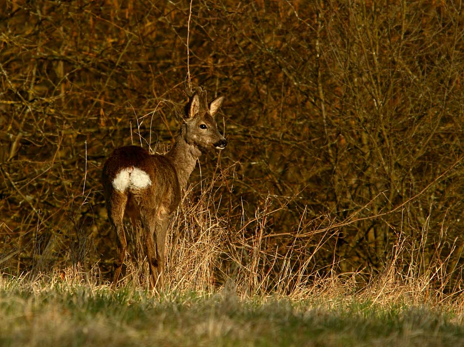 Rehbock im Bast