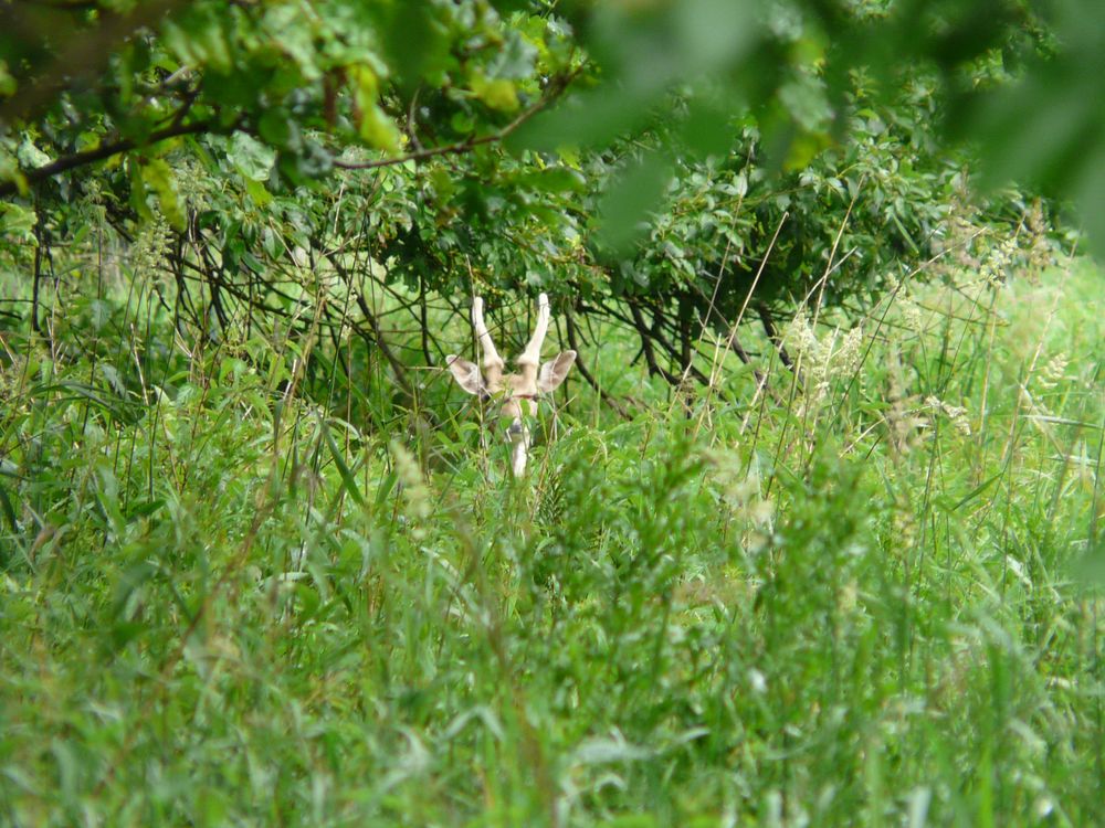 Rehbock im Bast