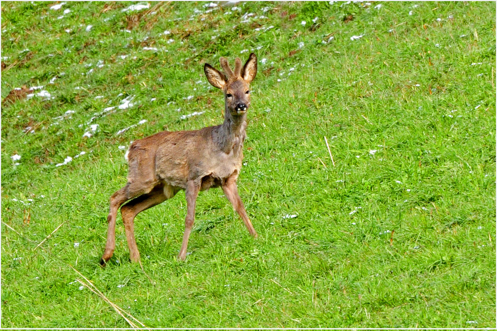 Rehbock im Bast