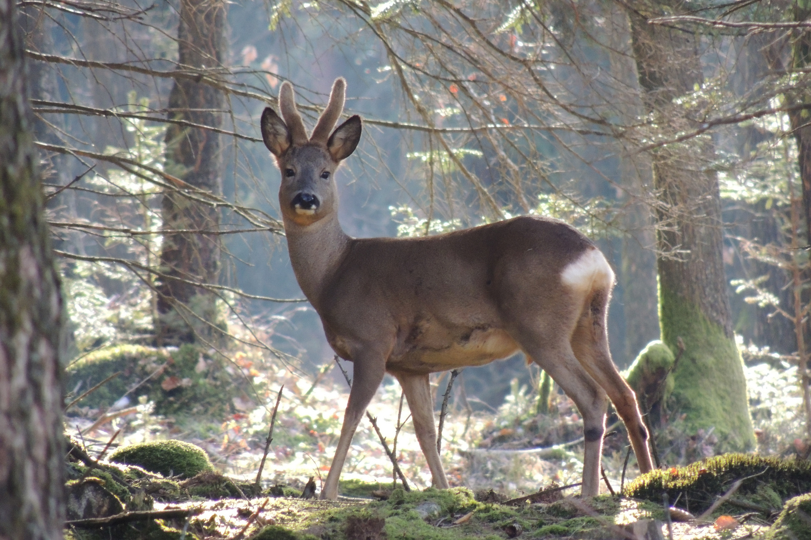 Rehbock im Bast