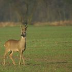 Rehbock im Bast