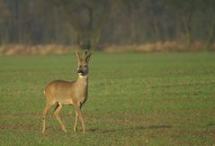 Rehbock im Bast