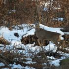 Rehbock im Bast im Winterwald schaut ob Gefahr im Anzug ist