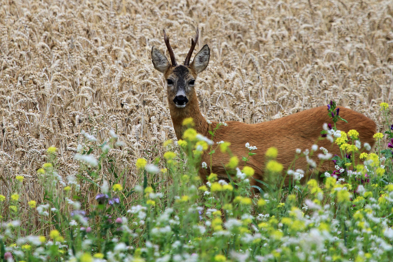 Rehbock im Blühstreifen