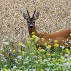 Rehbock im Blühstreifen