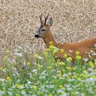 Rehbock im Blühstreifen