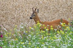 Rehbock im Blühstreifen