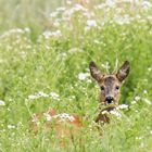 Rehbock im Blumenfeld