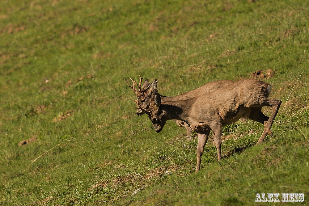 Rehbock im Doppelpack