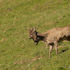 Rehbock im Doppelpack