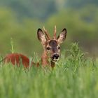 Rehbock im Feld