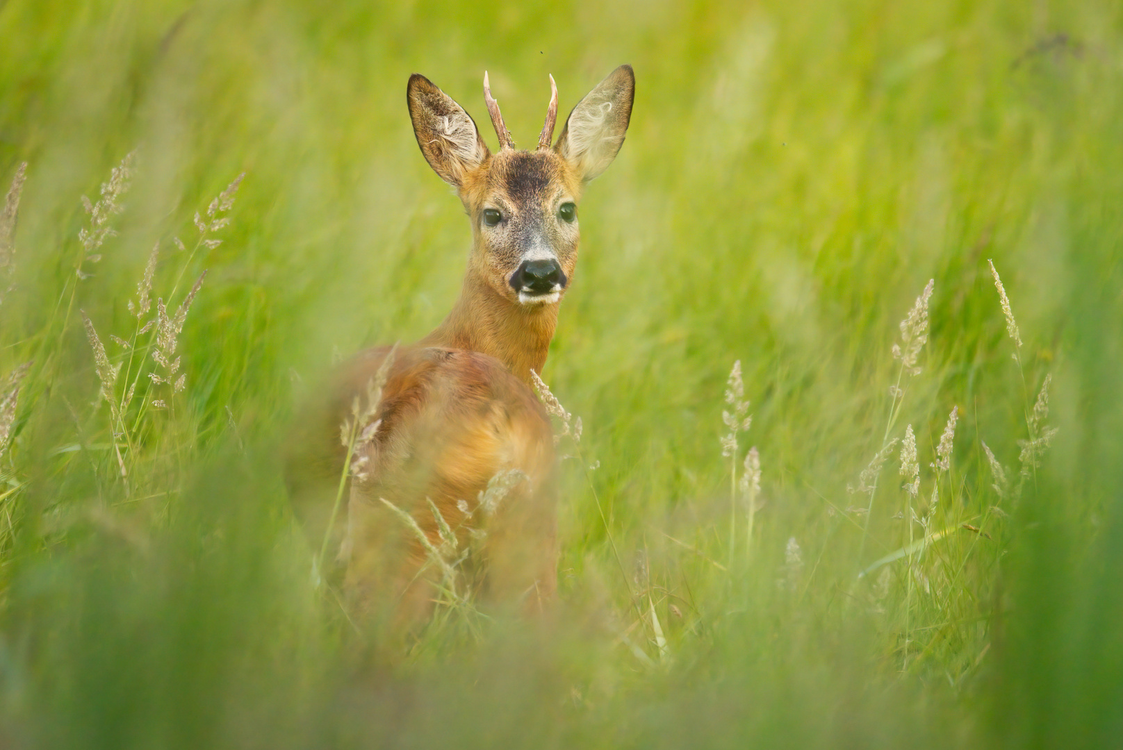 Rehbock im Feld 