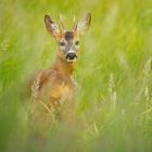 Rehbock im Feld 