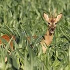 Rehbock im Feld