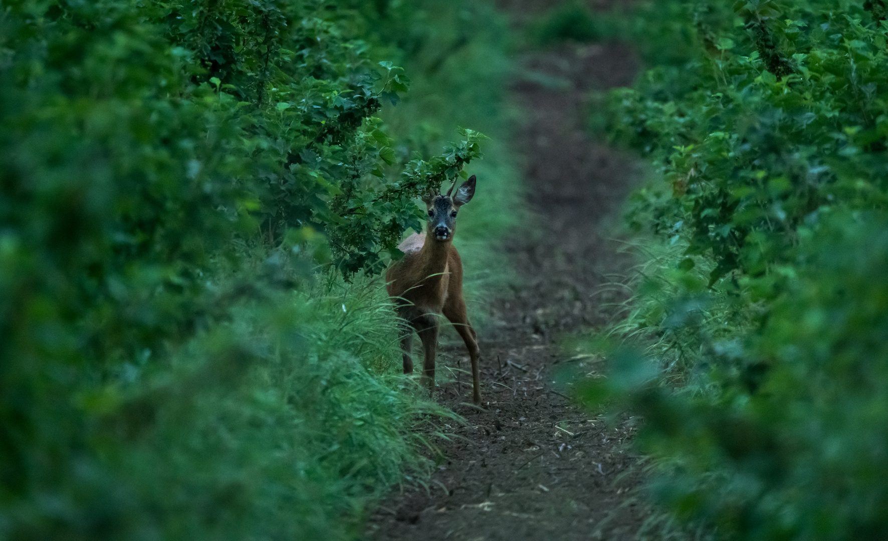 Rehbock im Feld