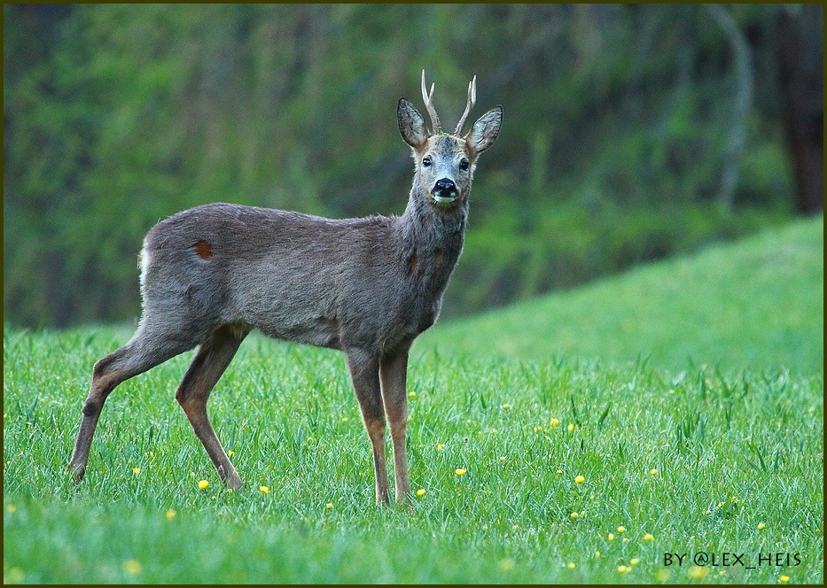 Rehbock im Fellwechsel