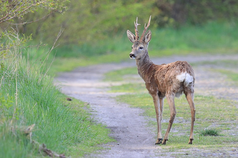 Rehbock im Fellwechsel - Capreolus capreolus