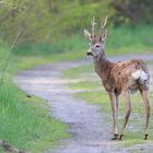 Rehbock im Fellwechsel - Capreolus capreolus