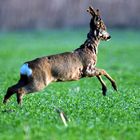 Rehbock im Frühling