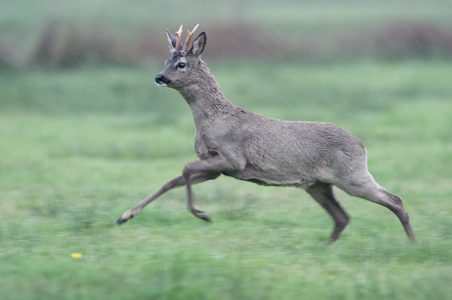 Rehbock im Galopp 