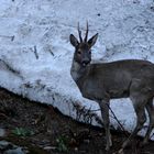 Rehbock im Garten