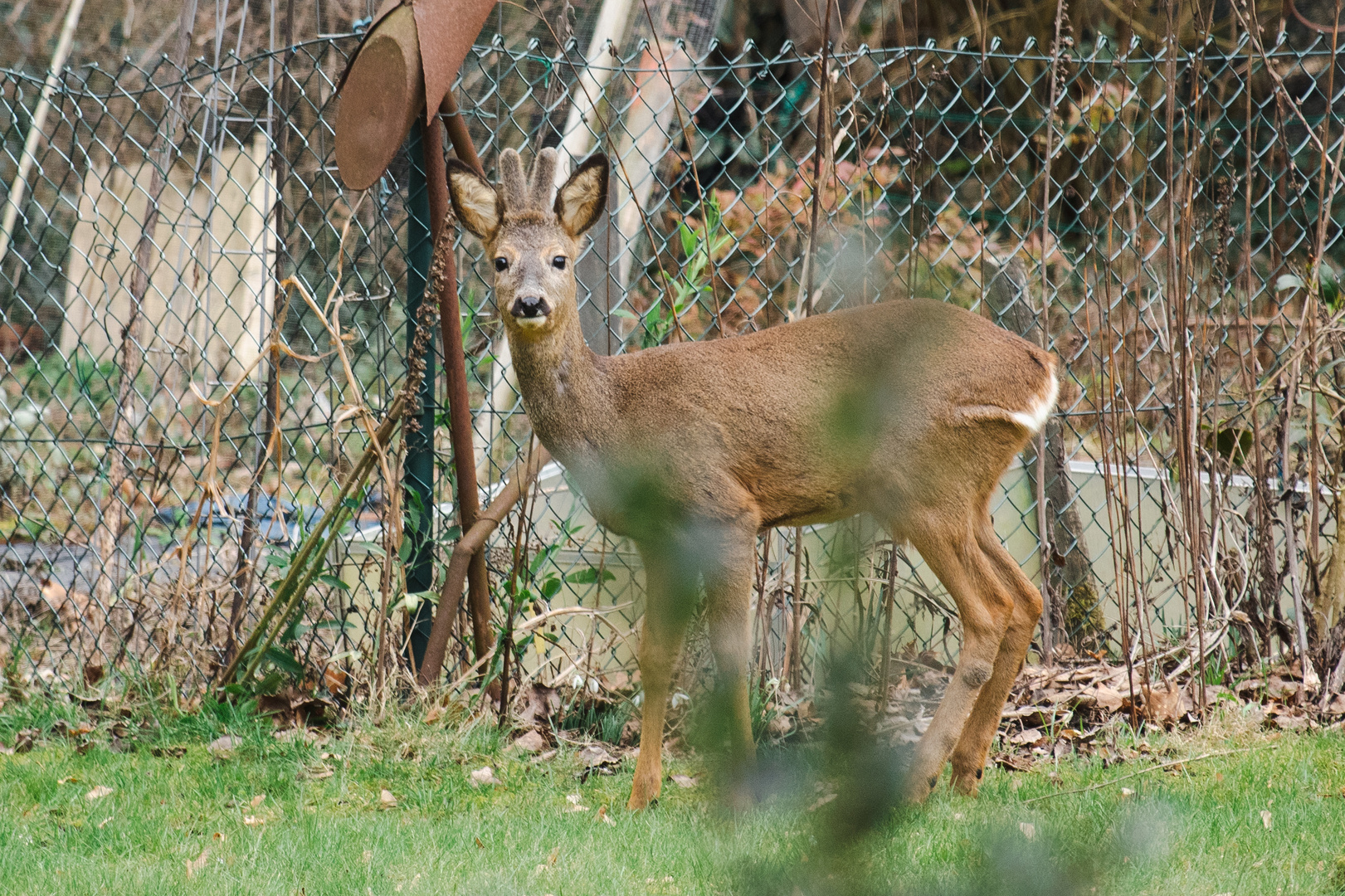 Rehbock im Garten