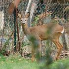 Rehbock im Garten