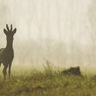 Rehbock im Gegenlicht